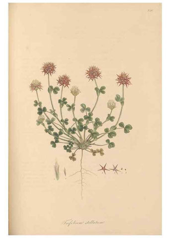 Reproducción/Reproduction 49579325473: Flora Graeca, sive, Plantarum rariorum historia, quas in provinciis aut insulis Graeciae /. Londini :Typis Richardi Taylor et socii, in Vico Shoe-Lane :MDCCCVI-MDCCCXL [1806-1840].. 