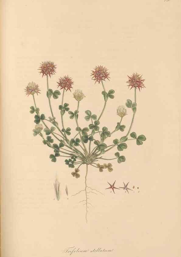 Reproducción/Reproduction 49579325473: Flora Graeca, sive, Plantarum rariorum historia, quas in provinciis aut insulis Graeciae /. Londini :Typis Richardi Taylor et socii, in Vico Shoe-Lane :MDCCCVI-MDCCCXL [1806-1840].. 