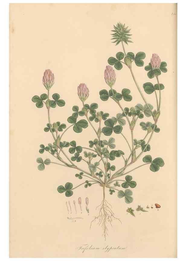 Reproducción/Reproduction 49579829266: Flora Graeca, sive, Plantarum rariorum historia, quas in provinciis aut insulis Graeciae /. Londini :Typis Richardi Taylor et socii, in Vico Shoe-Lane :MDCCCVI-MDCCCXL [1806-1840].. 
