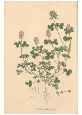 Reproducción/Reproduction 49579829266: Flora Graeca, sive, Plantarum rariorum historia, quas in provinciis aut insulis Graeciae /. Londini :Typis Richardi Taylor et socii, in Vico Shoe-Lane :MDCCCVI-MDCCCXL [1806-1840].. 