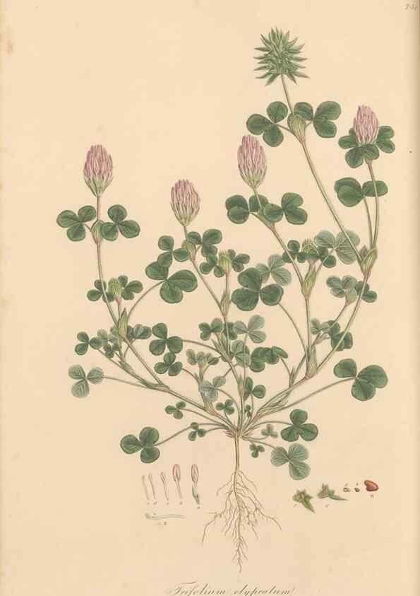 Reproducción/Reproduction 49579829266: Flora Graeca, sive, Plantarum rariorum historia, quas in provinciis aut insulis Graeciae /. Londini :Typis Richardi Taylor et socii, in Vico Shoe-Lane :MDCCCVI-MDCCCXL [1806-1840].. 