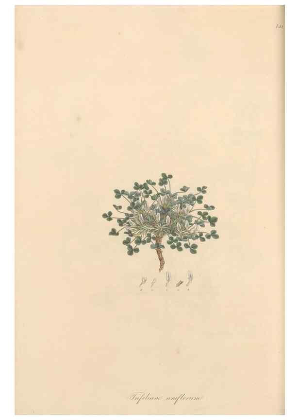 Reproducción/Reproduction 49579829731: Flora Graeca, sive, Plantarum rariorum historia, quas in provinciis aut insulis Graeciae /. Londini :Typis Richardi Taylor et socii, in Vico Shoe-Lane :MDCCCVI-MDCCCXL [1806-1840].. 