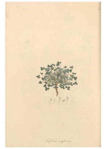 Reproducción/Reproduction 49579829731: Flora Graeca, sive, Plantarum rariorum historia, quas in provinciis aut insulis Graeciae /. Londini :Typis Richardi Taylor et socii, in Vico Shoe-Lane :MDCCCVI-MDCCCXL [1806-1840].. 