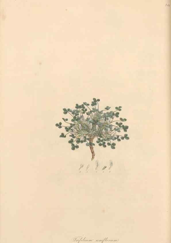 Reproducción/Reproduction 49579829731: Flora Graeca, sive, Plantarum rariorum historia, quas in provinciis aut insulis Graeciae /. Londini :Typis Richardi Taylor et socii, in Vico Shoe-Lane :MDCCCVI-MDCCCXL [1806-1840].. 