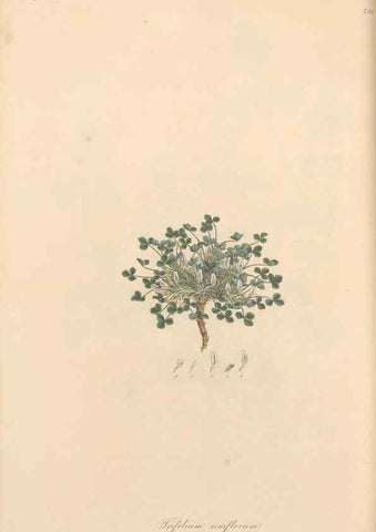 Reproducción/Reproduction 49579829731: Flora Graeca, sive, Plantarum rariorum historia, quas in provinciis aut insulis Graeciae /. Londini :Typis Richardi Taylor et socii, in Vico Shoe-Lane :MDCCCVI-MDCCCXL [1806-1840].. 