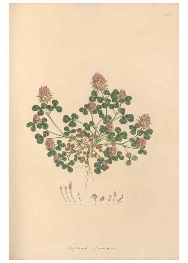 Reproducción/Reproduction 49580057072: Flora Graeca, sive, Plantarum rariorum historia, quas in provinciis aut insulis Graeciae /. Londini :Typis Richardi Taylor et socii, in Vico Shoe-Lane :MDCCCVI-MDCCCXL [1806-1840].. 