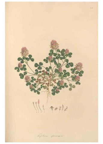 Reproducción/Reproduction 49580057072: Flora Graeca, sive, Plantarum rariorum historia, quas in provinciis aut insulis Graeciae /. Londini :Typis Richardi Taylor et socii, in Vico Shoe-Lane :MDCCCVI-MDCCCXL [1806-1840].. 