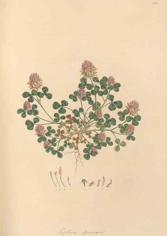 Reproducción/Reproduction 49580057072: Flora Graeca, sive, Plantarum rariorum historia, quas in provinciis aut insulis Graeciae /. Londini :Typis Richardi Taylor et socii, in Vico Shoe-Lane :MDCCCVI-MDCCCXL [1806-1840].. 