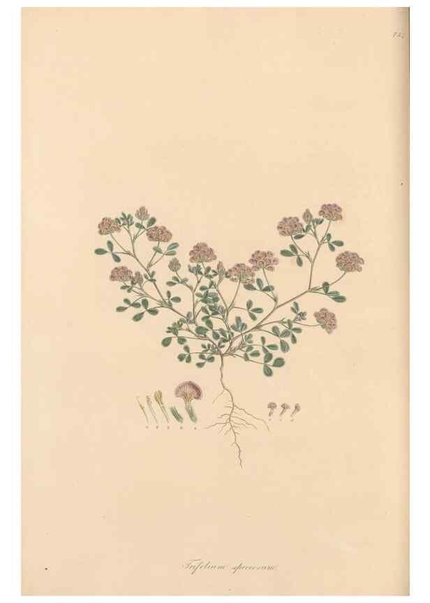 Reproducción/Reproduction 49579830651: Flora Graeca, sive, Plantarum rariorum historia, quas in provinciis aut insulis Graeciae /. Londini :Typis Richardi Taylor et socii, in Vico Shoe-Lane :MDCCCVI-MDCCCXL [1806-1840].. 