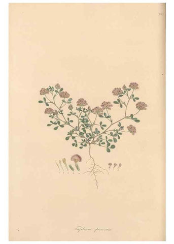 Reproducción/Reproduction 49579830651: Flora Graeca, sive, Plantarum rariorum historia, quas in provinciis aut insulis Graeciae /. Londini :Typis Richardi Taylor et socii, in Vico Shoe-Lane :MDCCCVI-MDCCCXL [1806-1840].. 