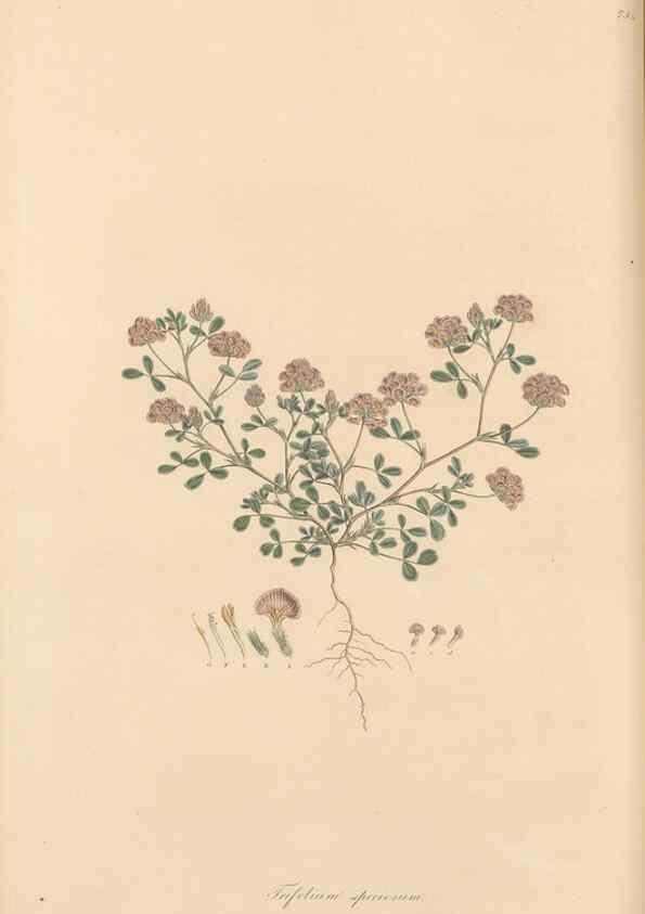 Reproducción/Reproduction 49579830651: Flora Graeca, sive, Plantarum rariorum historia, quas in provinciis aut insulis Graeciae /. Londini :Typis Richardi Taylor et socii, in Vico Shoe-Lane :MDCCCVI-MDCCCXL [1806-1840].. 