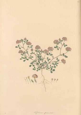 Reproducción/Reproduction 49579830651: Flora Graeca, sive, Plantarum rariorum historia, quas in provinciis aut insulis Graeciae /. Londini :Typis Richardi Taylor et socii, in Vico Shoe-Lane :MDCCCVI-MDCCCXL [1806-1840].. 