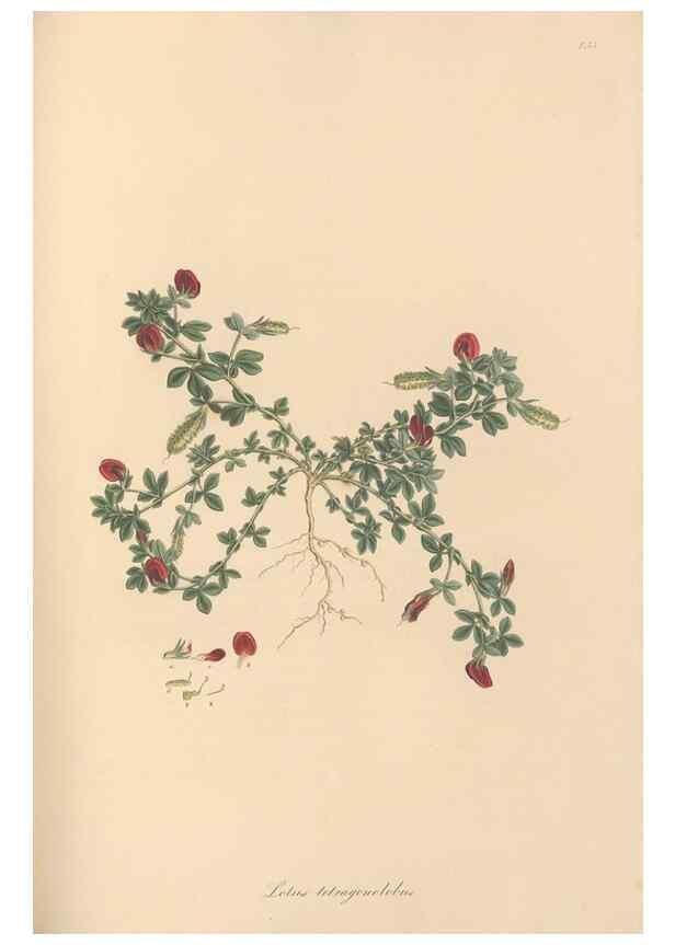 Reproducción/Reproduction 49579327353: Flora Graeca, sive, Plantarum rariorum historia, quas in provinciis aut insulis Graeciae /. Londini :Typis Richardi Taylor et socii, in Vico Shoe-Lane :MDCCCVI-MDCCCXL [1806-1840].. 
