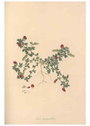 Reproducción/Reproduction 49579327353: Flora Graeca, sive, Plantarum rariorum historia, quas in provinciis aut insulis Graeciae /. Londini :Typis Richardi Taylor et socii, in Vico Shoe-Lane :MDCCCVI-MDCCCXL [1806-1840].. 