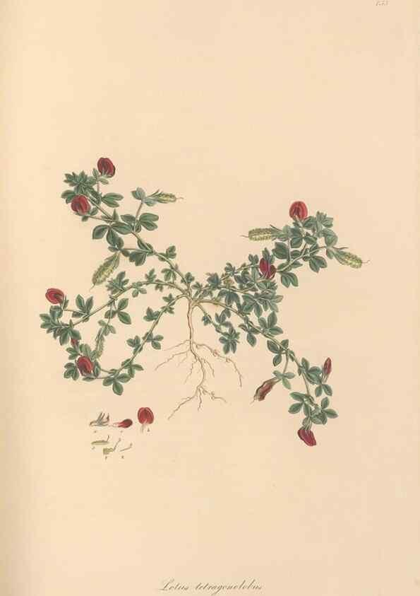 Reproducción/Reproduction 49579327353: Flora Graeca, sive, Plantarum rariorum historia, quas in provinciis aut insulis Graeciae /. Londini :Typis Richardi Taylor et socii, in Vico Shoe-Lane :MDCCCVI-MDCCCXL [1806-1840].. 