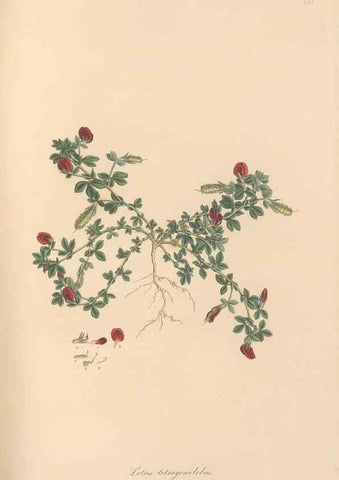 Reproducción/Reproduction 49579327353: Flora Graeca, sive, Plantarum rariorum historia, quas in provinciis aut insulis Graeciae /. Londini :Typis Richardi Taylor et socii, in Vico Shoe-Lane :MDCCCVI-MDCCCXL [1806-1840].. 