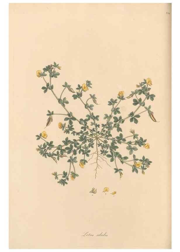 Reproducción/Reproduction 49579831516: Flora Graeca, sive, Plantarum rariorum historia, quas in provinciis aut insulis Graeciae /. Londini :Typis Richardi Taylor et socii, in Vico Shoe-Lane :MDCCCVI-MDCCCXL [1806-1840].. 