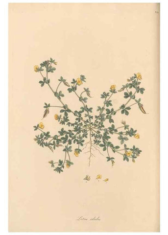 Reproducción/Reproduction 49579831516: Flora Graeca, sive, Plantarum rariorum historia, quas in provinciis aut insulis Graeciae /. Londini :Typis Richardi Taylor et socii, in Vico Shoe-Lane :MDCCCVI-MDCCCXL [1806-1840].. 