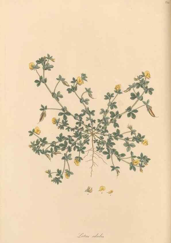 Reproducción/Reproduction 49579831516: Flora Graeca, sive, Plantarum rariorum historia, quas in provinciis aut insulis Graeciae /. Londini :Typis Richardi Taylor et socii, in Vico Shoe-Lane :MDCCCVI-MDCCCXL [1806-1840].. 
