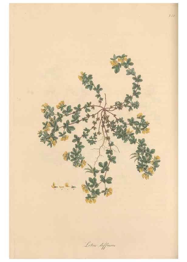 Reproducción/Reproduction 49579831906: Flora Graeca, sive, Plantarum rariorum historia, quas in provinciis aut insulis Graeciae /. Londini :Typis Richardi Taylor et socii, in Vico Shoe-Lane :MDCCCVI-MDCCCXL [1806-1840].. 