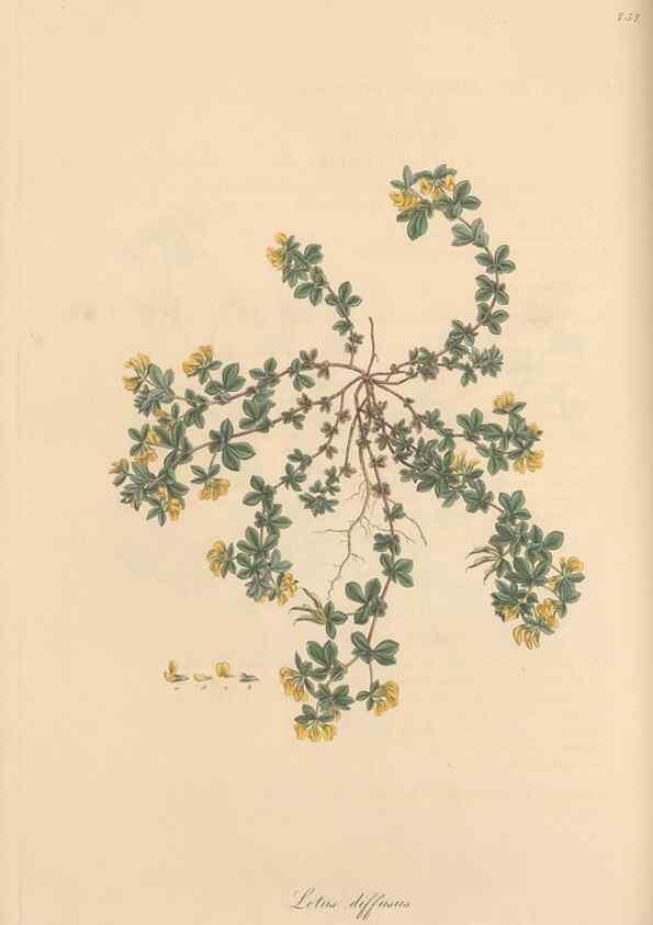 Reproducción/Reproduction 49579831906: Flora Graeca, sive, Plantarum rariorum historia, quas in provinciis aut insulis Graeciae /. Londini :Typis Richardi Taylor et socii, in Vico Shoe-Lane :MDCCCVI-MDCCCXL [1806-1840].. 