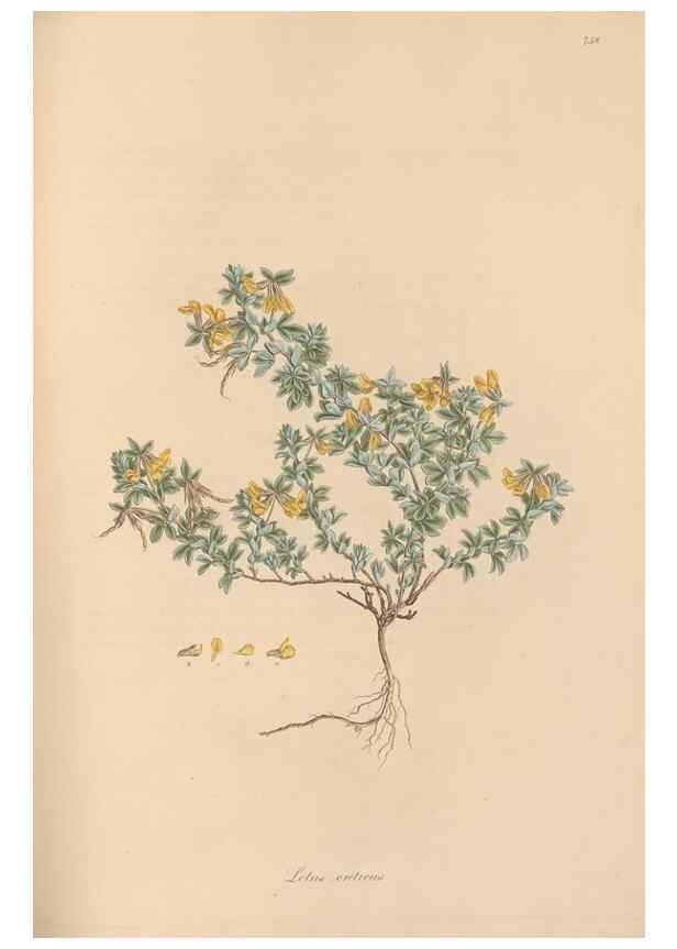 Reproducción/Reproduction 49580058987: Flora Graeca, sive, Plantarum rariorum historia, quas in provinciis aut insulis Graeciae /. Londini :Typis Richardi Taylor et socii, in Vico Shoe-Lane :MDCCCVI-MDCCCXL [1806-1840].. 