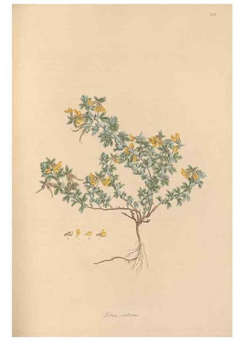 Reproducción/Reproduction 49580058987: Flora Graeca, sive, Plantarum rariorum historia, quas in provinciis aut insulis Graeciae /. Londini :Typis Richardi Taylor et socii, in Vico Shoe-Lane :MDCCCVI-MDCCCXL [1806-1840].. 