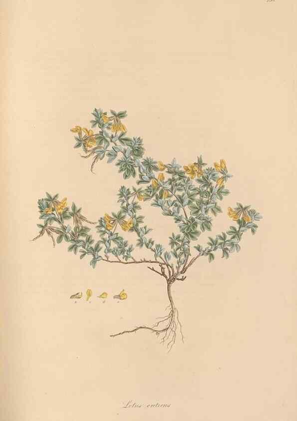 Reproducción/Reproduction 49580058987: Flora Graeca, sive, Plantarum rariorum historia, quas in provinciis aut insulis Graeciae /. Londini :Typis Richardi Taylor et socii, in Vico Shoe-Lane :MDCCCVI-MDCCCXL [1806-1840].. 