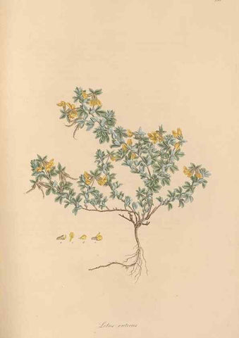 Reproducción/Reproduction 49580058987: Flora Graeca, sive, Plantarum rariorum historia, quas in provinciis aut insulis Graeciae /. Londini :Typis Richardi Taylor et socii, in Vico Shoe-Lane :MDCCCVI-MDCCCXL [1806-1840].. 