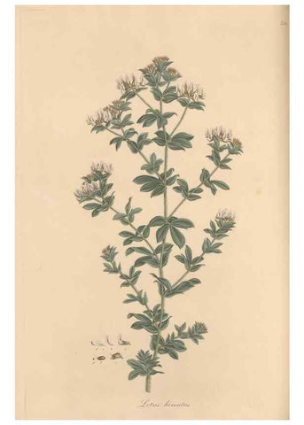 Reproducción/Reproduction 49580059337: Flora Graeca, sive, Plantarum rariorum historia, quas in provinciis aut insulis Graeciae /. Londini :Typis Richardi Taylor et socii, in Vico Shoe-Lane :MDCCCVI-MDCCCXL [1806-1840].. 