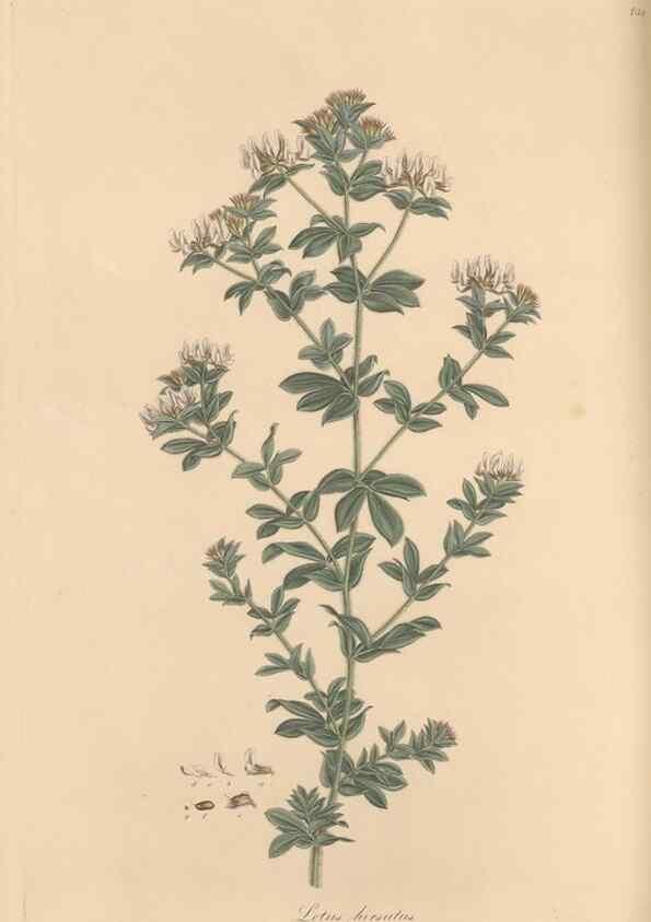 Reproducción/Reproduction 49580059337: Flora Graeca, sive, Plantarum rariorum historia, quas in provinciis aut insulis Graeciae /. Londini :Typis Richardi Taylor et socii, in Vico Shoe-Lane :MDCCCVI-MDCCCXL [1806-1840].. 