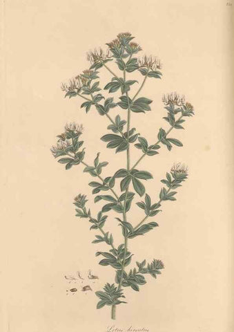 Reproducción/Reproduction 49580059337: Flora Graeca, sive, Plantarum rariorum historia, quas in provinciis aut insulis Graeciae /. Londini :Typis Richardi Taylor et socii, in Vico Shoe-Lane :MDCCCVI-MDCCCXL [1806-1840].. 