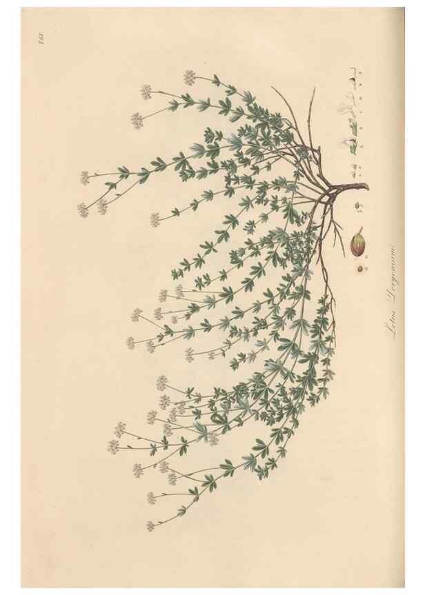 Reproducción/Reproduction 49579329278: Flora Graeca, sive, Plantarum rariorum historia, quas in provinciis aut insulis Graeciae /. Londini :Typis Richardi Taylor et socii, in Vico Shoe-Lane :MDCCCVI-MDCCCXL [1806-1840].. 