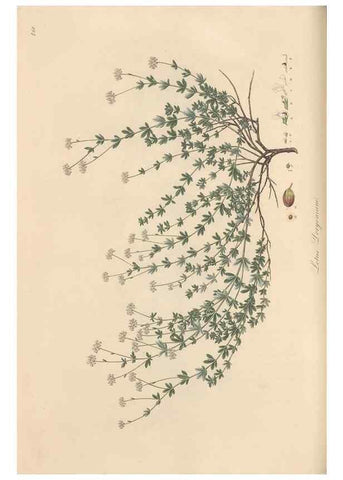Reproducción/Reproduction 49579329278: Flora Graeca, sive, Plantarum rariorum historia, quas in provinciis aut insulis Graeciae /. Londini :Typis Richardi Taylor et socii, in Vico Shoe-Lane :MDCCCVI-MDCCCXL [1806-1840].. 