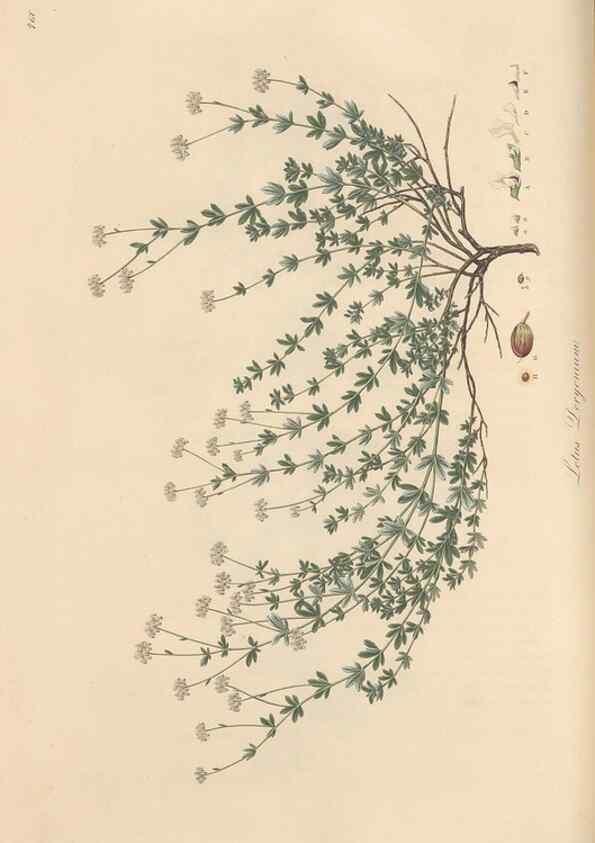 Reproducción/Reproduction 49579329278: Flora Graeca, sive, Plantarum rariorum historia, quas in provinciis aut insulis Graeciae /. Londini :Typis Richardi Taylor et socii, in Vico Shoe-Lane :MDCCCVI-MDCCCXL [1806-1840].. 