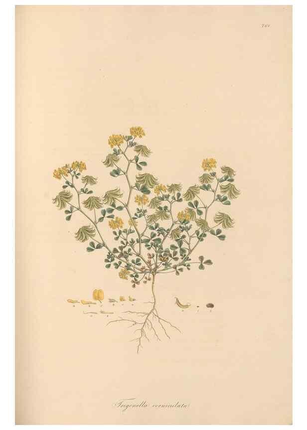 Reproducción/Reproduction 49579329568: Flora Graeca, sive, Plantarum rariorum historia, quas in provinciis aut insulis Graeciae /. Londini :Typis Richardi Taylor et socii, in Vico Shoe-Lane :MDCCCVI-MDCCCXL [1806-1840].. 