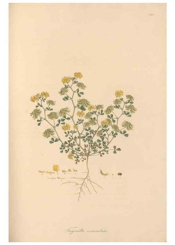 Reproducción/Reproduction 49579329568: Flora Graeca, sive, Plantarum rariorum historia, quas in provinciis aut insulis Graeciae /. Londini :Typis Richardi Taylor et socii, in Vico Shoe-Lane :MDCCCVI-MDCCCXL [1806-1840].. 