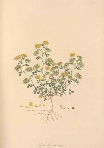 Reproducción/Reproduction 49579329568: Flora Graeca, sive, Plantarum rariorum historia, quas in provinciis aut insulis Graeciae /. Londini :Typis Richardi Taylor et socii, in Vico Shoe-Lane :MDCCCVI-MDCCCXL [1806-1840].. 