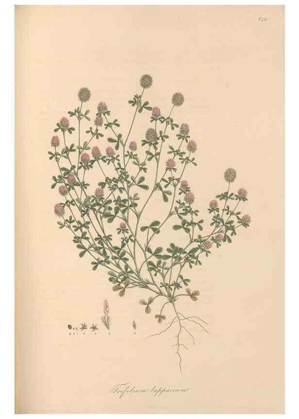 Reproducción/Reproduction 49579323808: Flora Graeca, sive, Plantarum rariorum historia, quas in provinciis aut insulis Graeciae /. Londini :Typis Richardi Taylor et socii, in Vico Shoe-Lane :MDCCCVI-MDCCCXL [1806-1840].. 