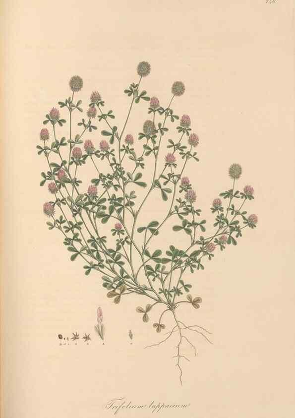 Reproducción/Reproduction 49579323808: Flora Graeca, sive, Plantarum rariorum historia, quas in provinciis aut insulis Graeciae /. Londini :Typis Richardi Taylor et socii, in Vico Shoe-Lane :MDCCCVI-MDCCCXL [1806-1840].. 