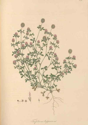 Reproducción/Reproduction 49579323808: Flora Graeca, sive, Plantarum rariorum historia, quas in provinciis aut insulis Graeciae /. Londini :Typis Richardi Taylor et socii, in Vico Shoe-Lane :MDCCCVI-MDCCCXL [1806-1840].. 