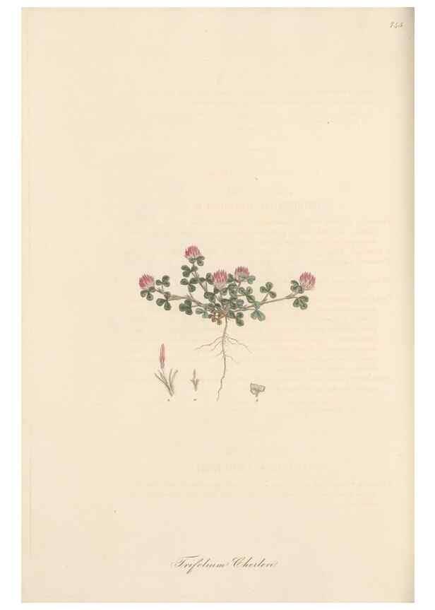 Reproducción/Reproduction 49580053547: Flora Graeca, sive, Plantarum rariorum historia, quas in provinciis aut insulis Graeciae /. Londini :Typis Richardi Taylor et socii, in Vico Shoe-Lane :MDCCCVI-MDCCCXL [1806-1840].. 
