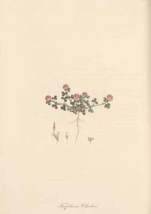 Reproducción/Reproduction 49580053547: Flora Graeca, sive, Plantarum rariorum historia, quas in provinciis aut insulis Graeciae /. Londini :Typis Richardi Taylor et socii, in Vico Shoe-Lane :MDCCCVI-MDCCCXL [1806-1840].. 