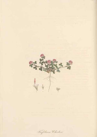 Reproducción/Reproduction 49580053547: Flora Graeca, sive, Plantarum rariorum historia, quas in provinciis aut insulis Graeciae /. Londini :Typis Richardi Taylor et socii, in Vico Shoe-Lane :MDCCCVI-MDCCCXL [1806-1840].. 