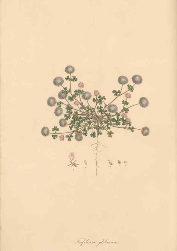 Reproducción/Reproduction 49579826371: Flora Graeca, sive, Plantarum rariorum historia, quas in provinciis aut insulis Graeciae /. Londini :Typis Richardi Taylor et socii, in Vico Shoe-Lane :MDCCCVI-MDCCCXL [1806-1840].. 