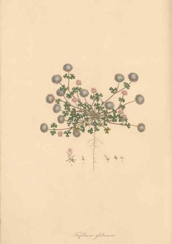 Reproducción/Reproduction 49579826371: Flora Graeca, sive, Plantarum rariorum historia, quas in provinciis aut insulis Graeciae /. Londini :Typis Richardi Taylor et socii, in Vico Shoe-Lane :MDCCCVI-MDCCCXL [1806-1840].. 