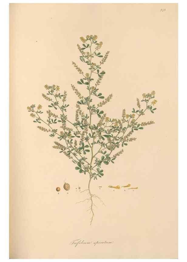 Reproducción/Reproduction 49579825961: Flora Graeca, sive, Plantarum rariorum historia, quas in provinciis aut insulis Graeciae /. Londini :Typis Richardi Taylor et socii, in Vico Shoe-Lane :MDCCCVI-MDCCCXL [1806-1840].. 