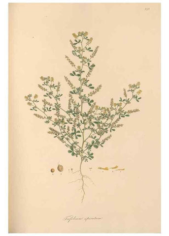 Reproducción/Reproduction 49579825961: Flora Graeca, sive, Plantarum rariorum historia, quas in provinciis aut insulis Graeciae /. Londini :Typis Richardi Taylor et socii, in Vico Shoe-Lane :MDCCCVI-MDCCCXL [1806-1840].. 