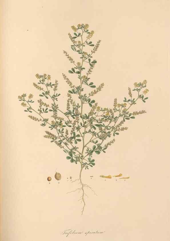 Reproducción/Reproduction 49579825961: Flora Graeca, sive, Plantarum rariorum historia, quas in provinciis aut insulis Graeciae /. Londini :Typis Richardi Taylor et socii, in Vico Shoe-Lane :MDCCCVI-MDCCCXL [1806-1840].. 