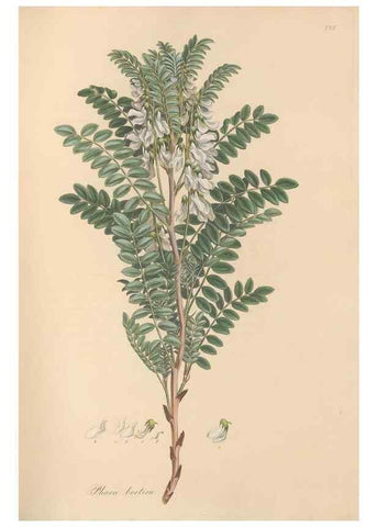 Reproducción/Reproduction 49579316508: Flora Graeca, sive, Plantarum rariorum historia, quas in provinciis aut insulis Graeciae /. Londini :Typis Richardi Taylor et socii, in Vico Shoe-Lane :MDCCCVI-MDCCCXL [1806-1840].. 
